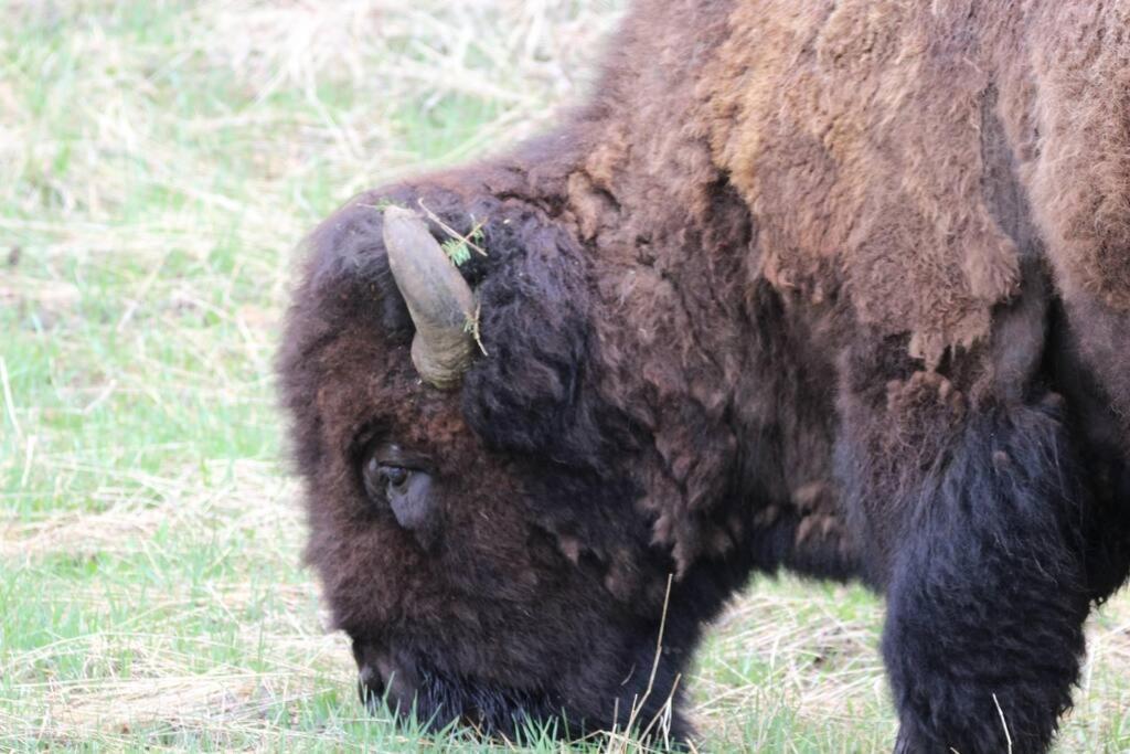 Bison Lodge - Lg Home - 2 Bedrooms - Less Than 5 Miles To Yellowstone North Entrance, Sleeps Up To 8 Gardiner Bagian luar foto
