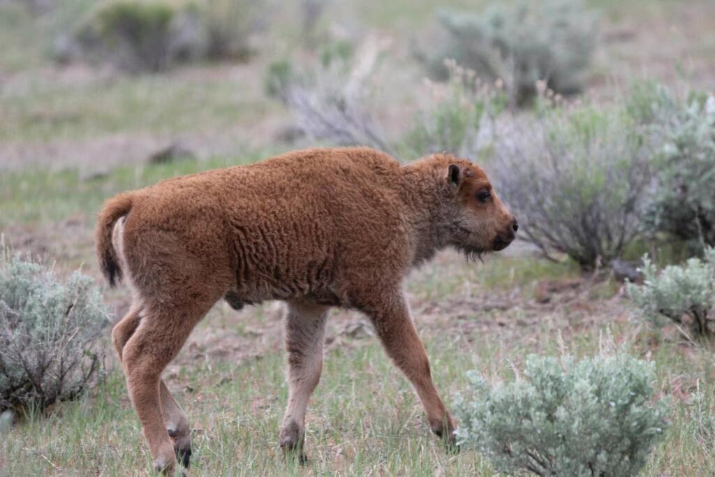 Bison Lodge - Lg Home - 2 Bedrooms - Less Than 5 Miles To Yellowstone North Entrance, Sleeps Up To 8 Gardiner Bagian luar foto