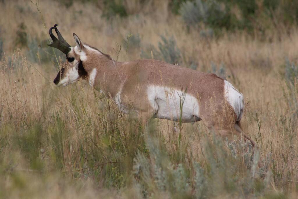 Bison Lodge - Lg Home - 2 Bedrooms - Less Than 5 Miles To Yellowstone North Entrance, Sleeps Up To 8 Gardiner Bagian luar foto