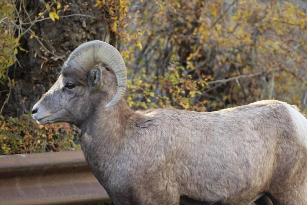 Bison Lodge - Lg Home - 2 Bedrooms - Less Than 5 Miles To Yellowstone North Entrance, Sleeps Up To 8 Gardiner Bagian luar foto
